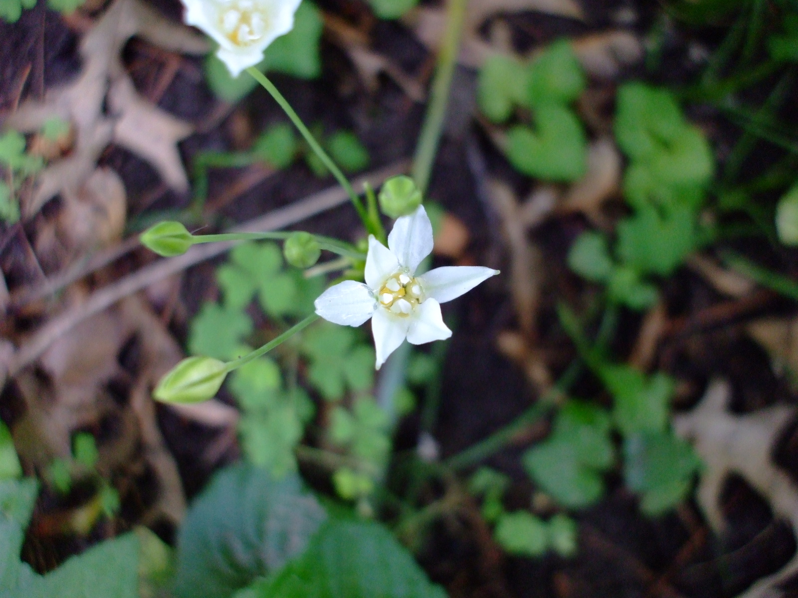 Triteleia peduncularis